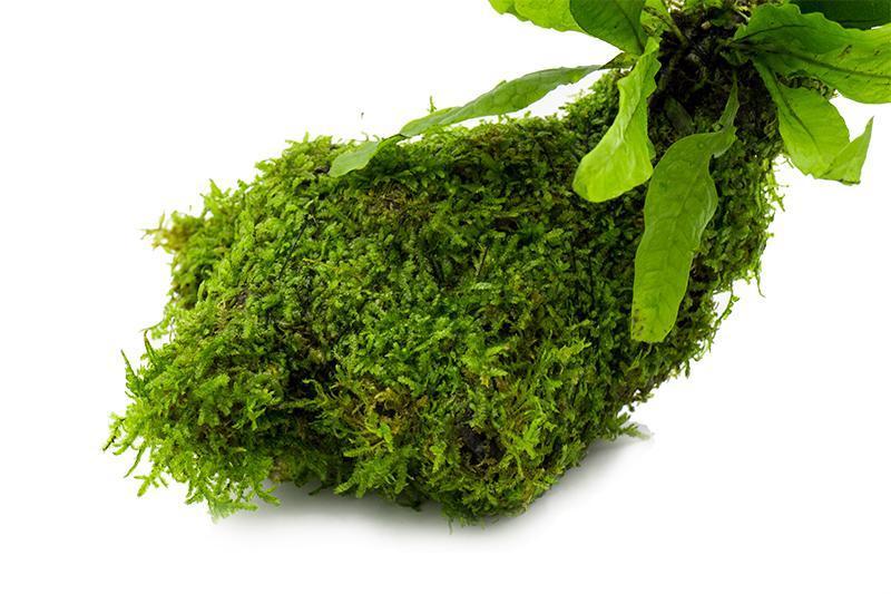 Christmas Moss and Java Fern on Driftwood Moss - Buce Plant