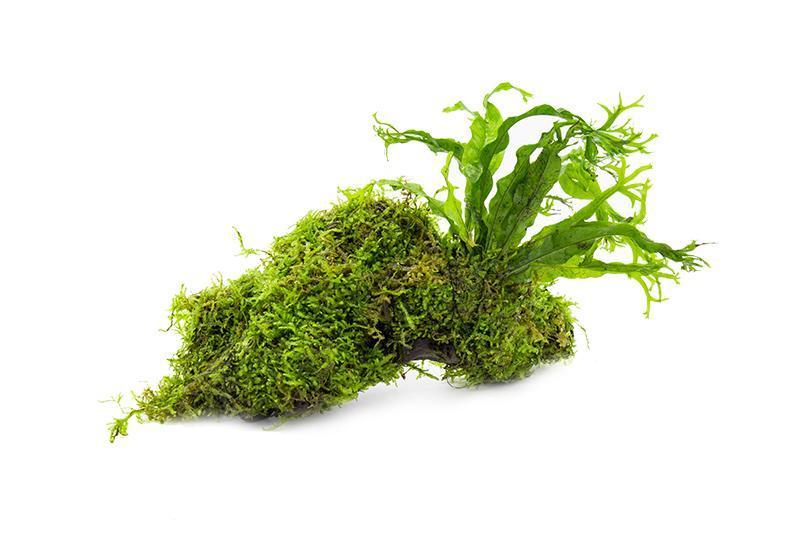 Christmas Moss and Windelov Java Fern on Driftwood Moss - Buce Plant