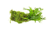 Christmas Moss and Windelov Java Fern on Driftwood Moss - Buce Plant