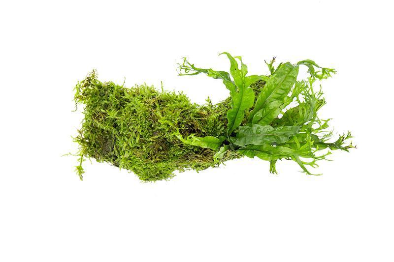 Christmas Moss and Windelov Java Fern on Driftwood Moss - Buce Plant