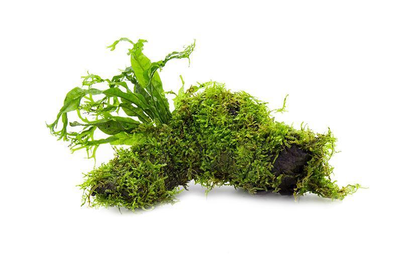 Christmas Moss and Windelov Java Fern on Driftwood Moss - Buce Plant