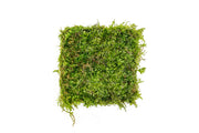 Aquatic Christmas Moss on Foresta Mat by ACW, lush green aquatic plant for aquarium decoration and aquatic landscapes.