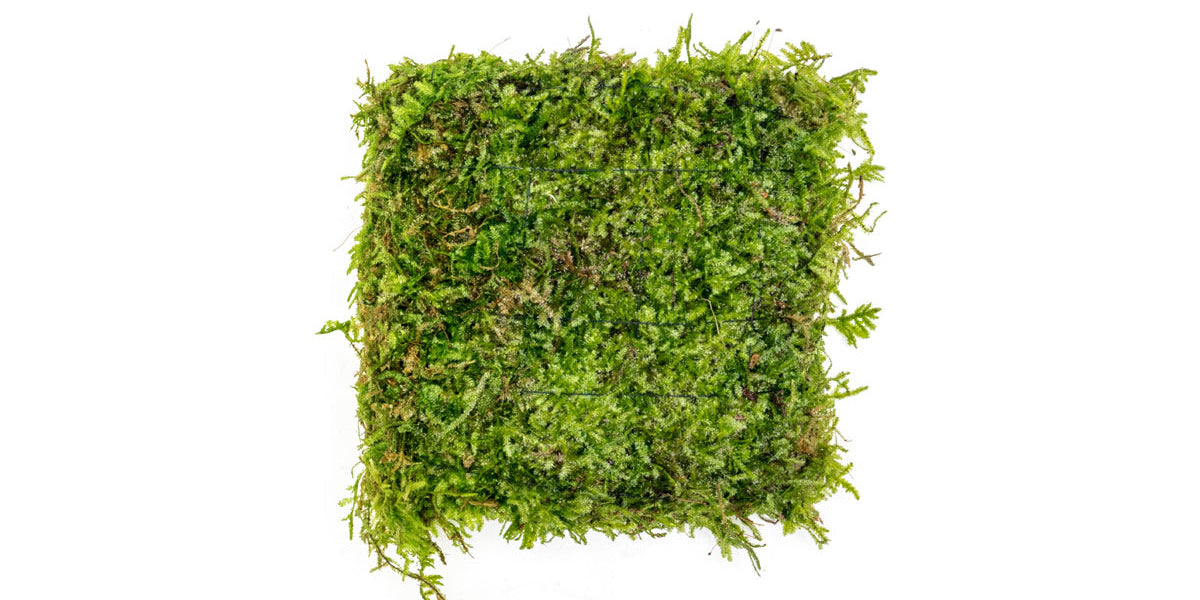 christmas-moss-foresta-mat-