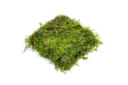 Aquatic Christmas Moss on Foresta Mat by ACW, lush green aquatic plant for freshwater aquariums.