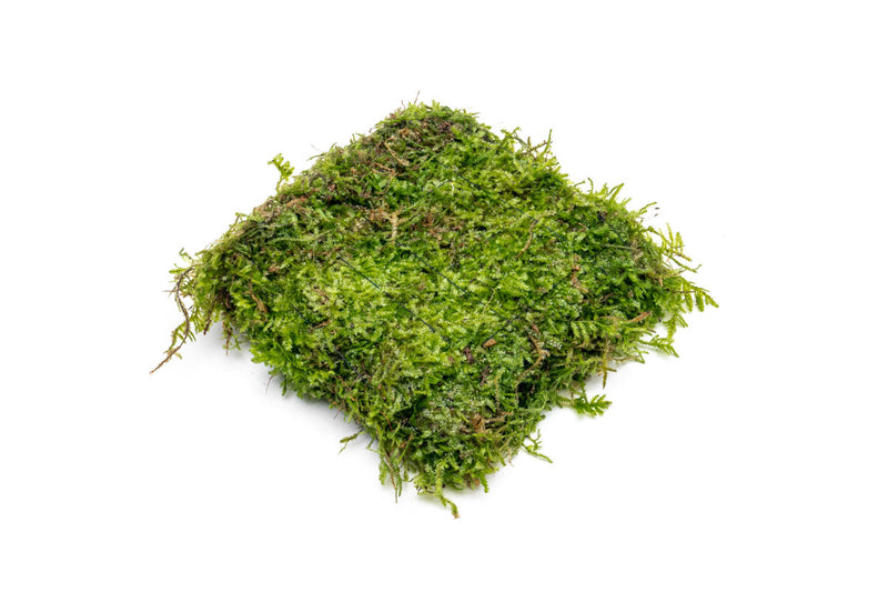 Aquatic Christmas Moss on Foresta Mat by ACW, lush green aquatic plant for freshwater aquariums.