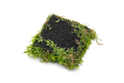 Aquatic Christmas Moss attached to Foresta Mat, ideal for freshwater aquariums, by ACW.