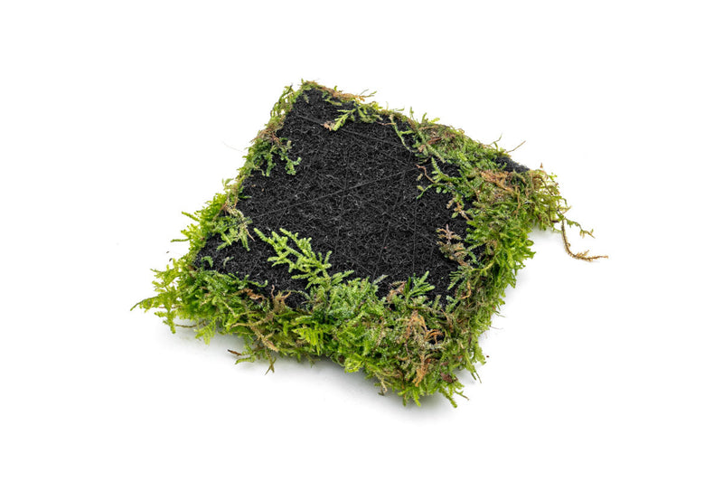 Aquatic Christmas Moss attached to Foresta Mat, ideal for freshwater aquariums, by ACW.