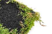 Aquatic Christmas Moss on Foresta Mat by ACW, lush green aquatic plant ideal for freshwater aquariums.