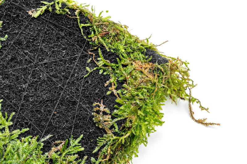 Aquatic Christmas Moss on Foresta Mat by ACW, lush green aquatic plant ideal for freshwater aquariums.