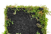 Aquatic Christmas Moss on Foresta Mat by ACW, lush green aquatic plant for aquarium decoration and aquatic plant setup.