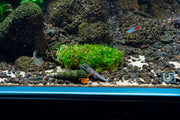 Christmas Moss on Clay Aquatic Plant - Buce Plant