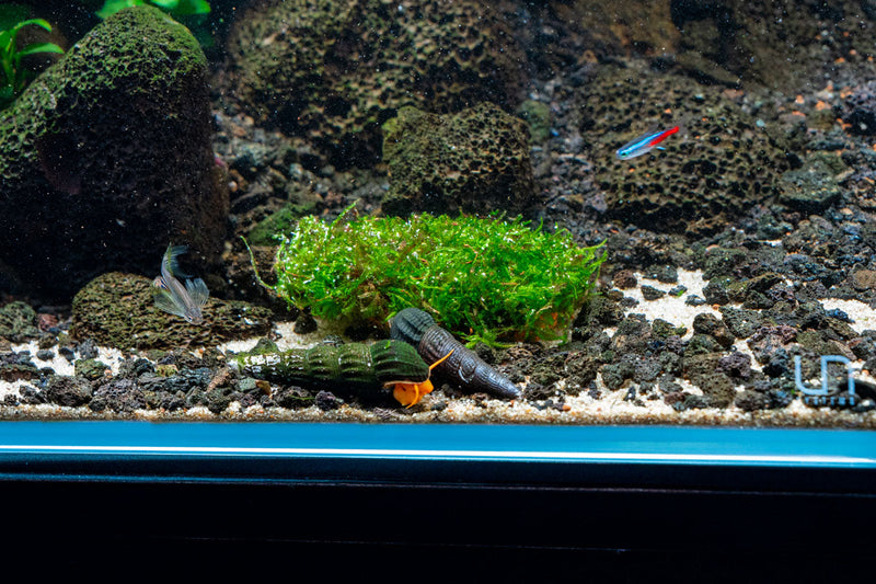Christmas Moss on Clay Aquatic Plant - Buce Plant