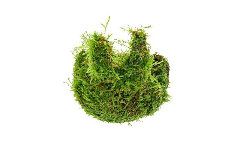 Christmas Moss on Coconut Rabbit Aquatic Plant - Buce Plant