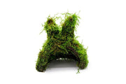 Christmas Moss on Coconut Rabbit Aquatic Plant - Buce Plant
