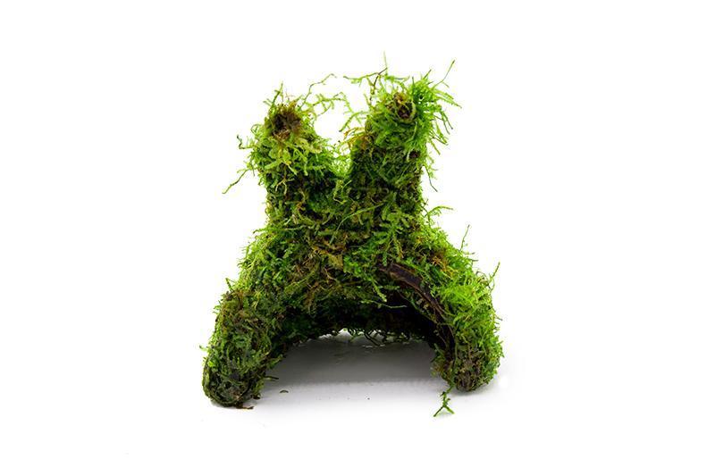 Christmas Moss on Coconut Rabbit Aquatic Plant - Buce Plant