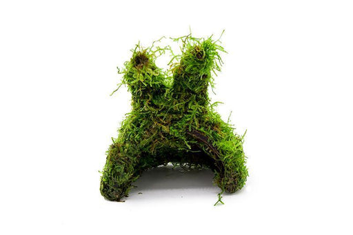 Aquatic Christmas Moss on coconut rabbit decoration by ACW, lush green moss covering a small coconut-shaped ornament for aquariums.
