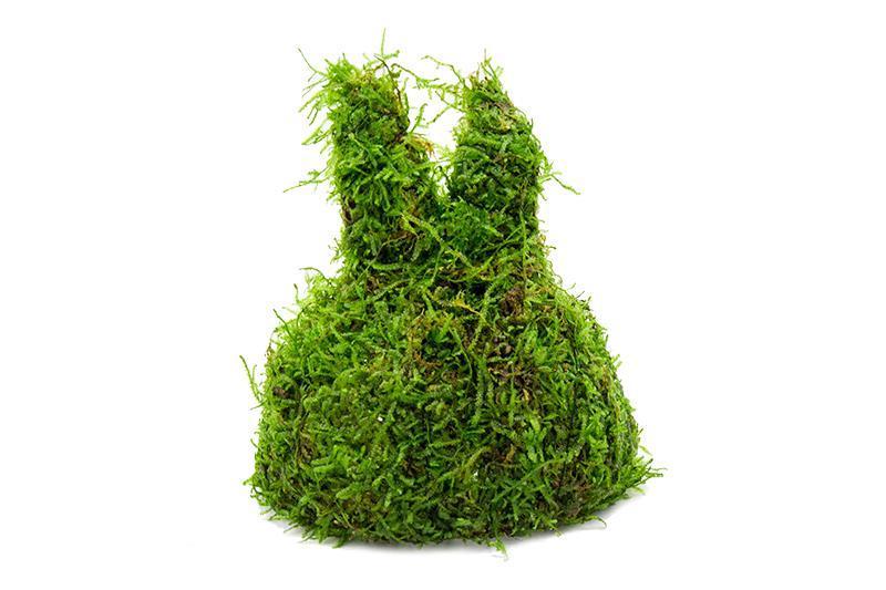 Christmas Moss on Coconut Rabbit Aquatic Plant - Buce Plant