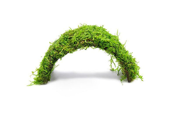 Java Moss Coconut Cave | Aquarium Plants Factory