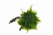 Christmas Moss on Driftwood Moss - Buce Plant