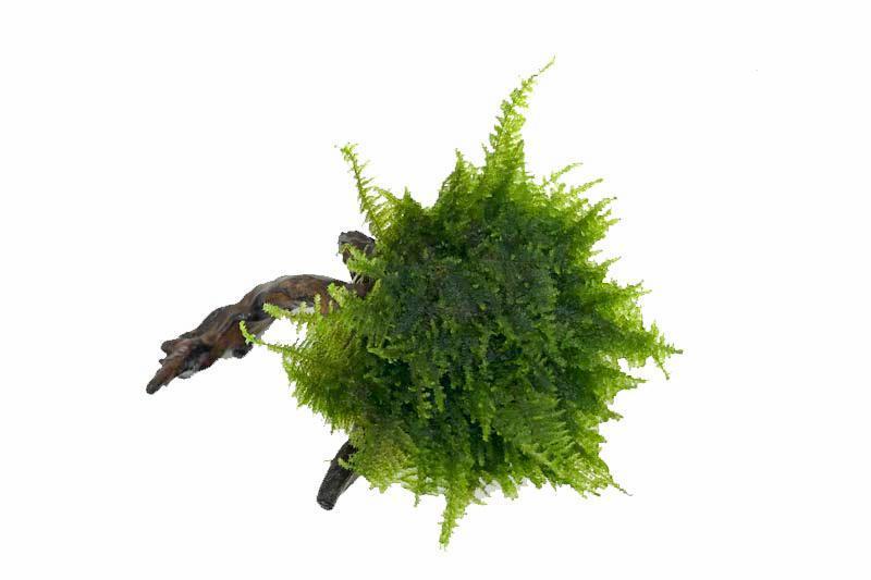Christmas Moss on Driftwood Moss - Buce Plant
