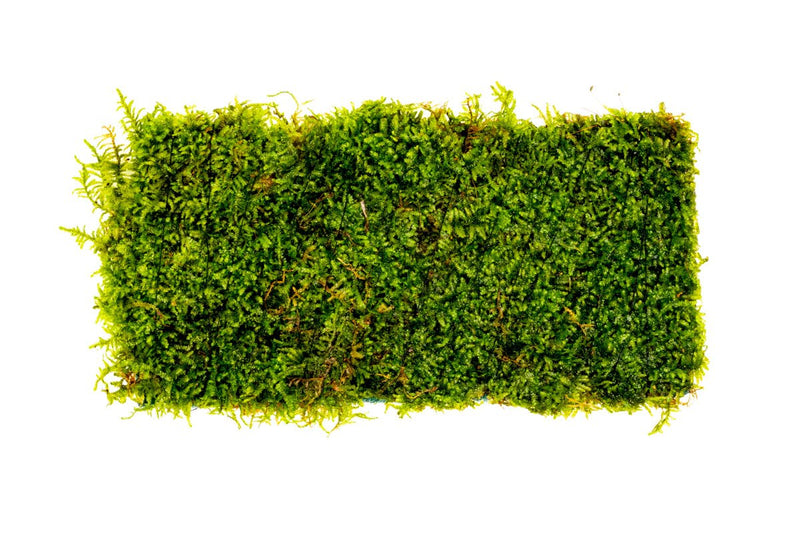 Christmas Moss on Fiber Mat Aquatic Plant - Buce Plant