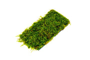 Christmas Moss on Fiber Mat Aquatic Plant - Buce Plant