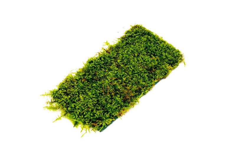 Christmas Moss on Fiber Mat Aquatic Plant - Buce Plant