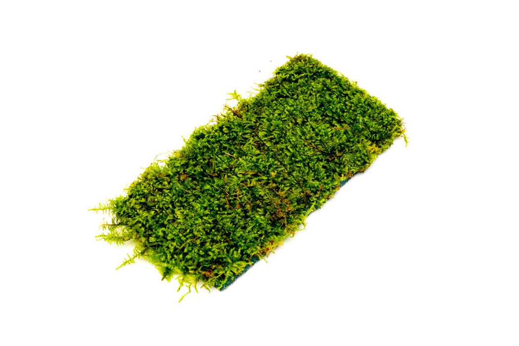 Christmas Moss on Fiber Mat
