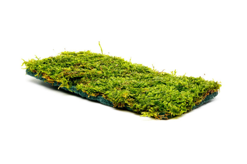 Christmas Moss on Fiber Mat Aquatic Plant - Buce Plant