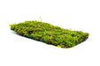 Christmas Moss on Fiber Mat