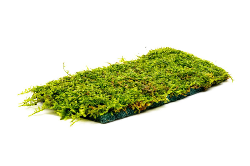 Christmas Moss on Fiber Mat Aquatic Plant - Buce Plant