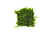 Christmas Moss on Stainless Steel Aquatic Plant - Buce Plant