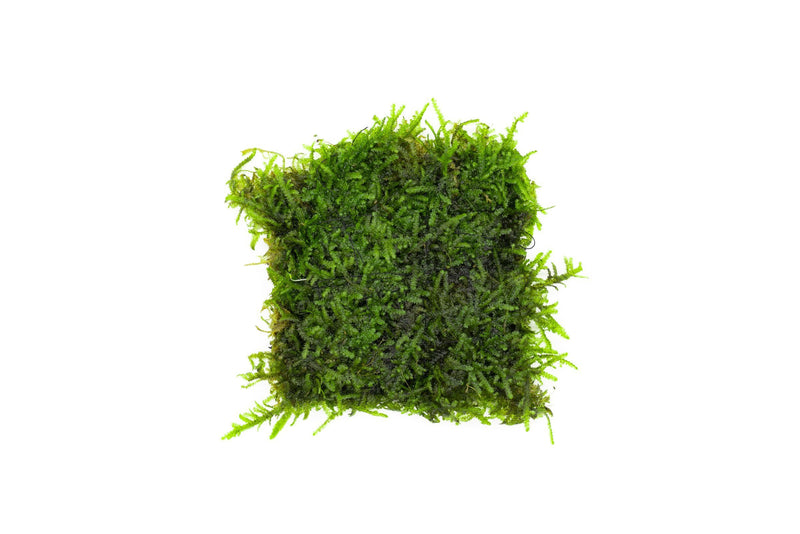 Christmas Moss on Stainless Steel Aquatic Plant - Buce Plant