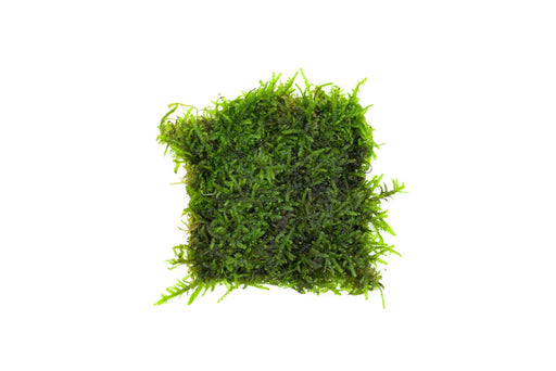 Aquatic Christmas Moss attached to stainless steel, ideal for aquarium plant decoration, from ACW.