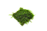 Christmas Moss on Stainless Steel Aquatic Plant - Buce Plant