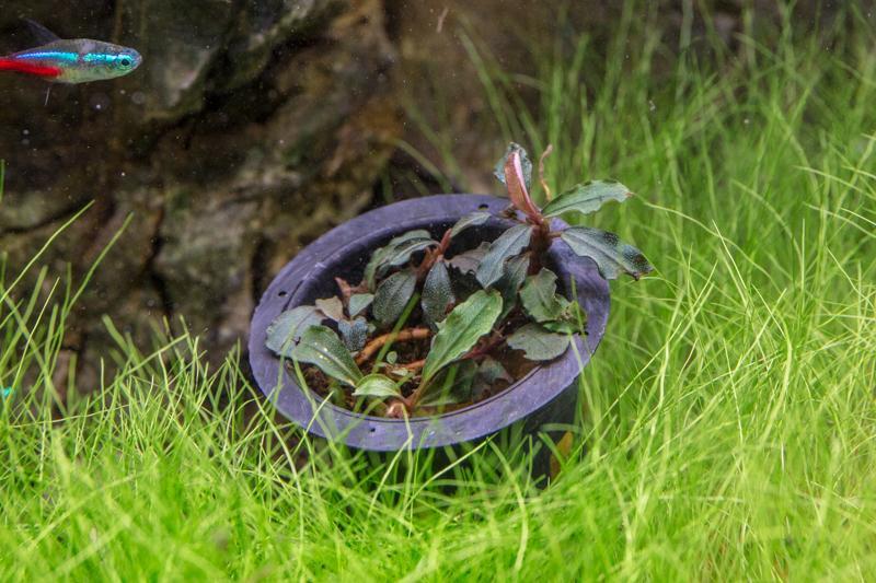Bucephalandra Brownie Blue Pot - BucePlant.com