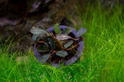 Bucephalandra Brownie Purple Bucephalandra - Buce Plant