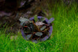 Bucephalandra Brownie Purple plant from CPA collection, showcasing vibrant purple and brown foliage in a private plant collection.