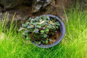 Bucephalandra Lamandau Mini Purple Pot Bucephalandra - Buce Plant