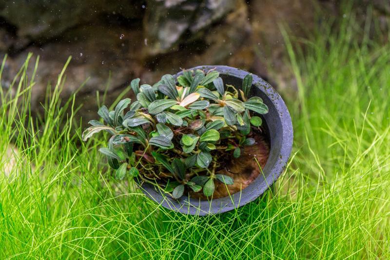 Bucephalandra Lamandau Mini Purple Pot Bucephalandra - Buce Plant
