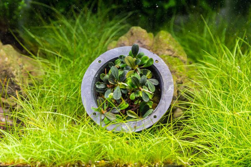 Bucephalandra Mini Coin Pot Aquatic Plant - Buce Plant