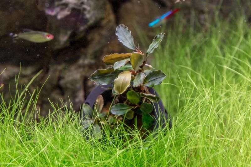 Bucephalandra Theia Pot Aquatic Plant - Buce Plant