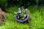 Bucephalandra Velvet 3 Color Pot Bucephalandra - Buce Plant