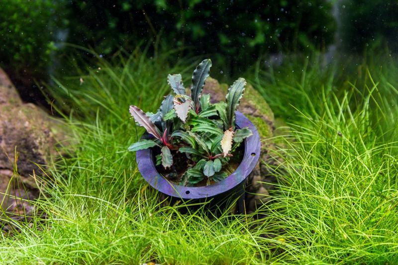 Bucephalandra Velvet 3 Color Pot Bucephalandra - Buce Plant