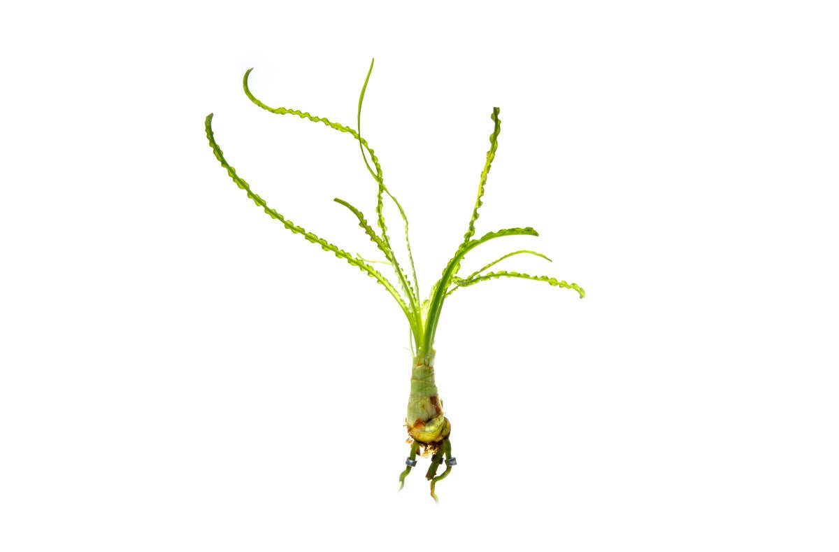 ASA Crinum Calamistratum
