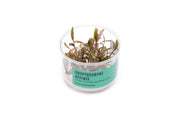 Cryptocoryne Affinis UNS Tissue Culture Cryptocoryne - Buce Plant