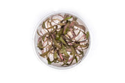 Cryptocoryne Affinis UNS Tissue Culture Cryptocoryne - Buce Plant