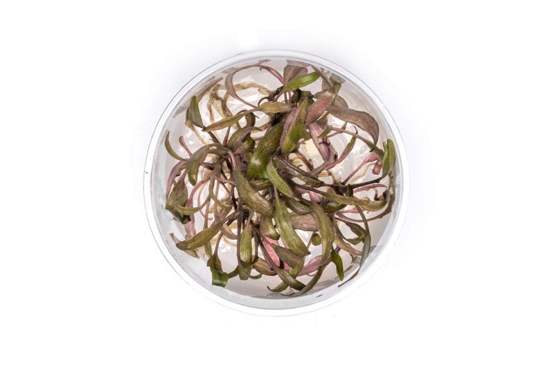 Cryptocoryne Affinis UNS Tissue Culture Cryptocoryne - Buce Plant