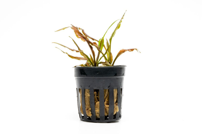 Aquatic plant Cryptocoryne Albida Costata from ACW, with green, ruffled leaves suitable for freshwater aquariums.