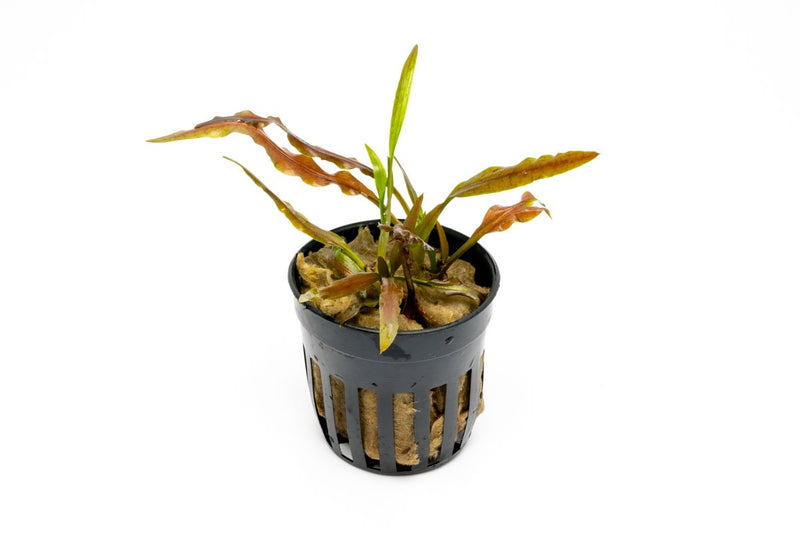 Aquatic plant Cryptocoryne Albida Costata from ACW with lush green leaves and distinctive ruffled edges, ideal for freshwater aquariums.